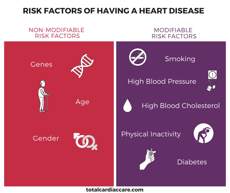 Infographic: Risk factors of having a heart disease. Non-modifiable, genes, age and gender. Modifiable, smoking, high blood pressure, high blood cholesterol, physical inactivity and diabetes.